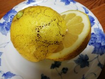 和歌山産　レモン　家庭用 大きさ色々 約９㎏ _画像8