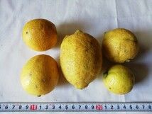和歌山産　レモン　家庭用 大きさ色々 約９㎏ _画像6