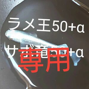 【タナメダカ】サボラメ×極龍50+α ラメ王50+α