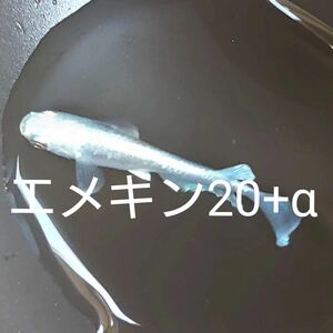 【タナメダカ】エメキン20+α