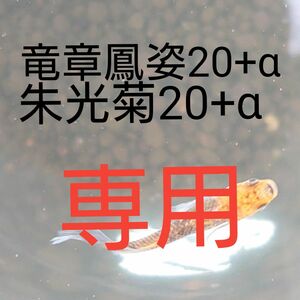 【タナメダカ】竜章鳳姿20+α 朱光菊20+α