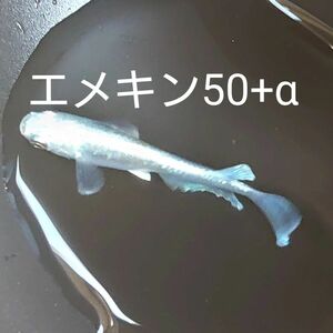 【タナメダカ】エメキン50+α