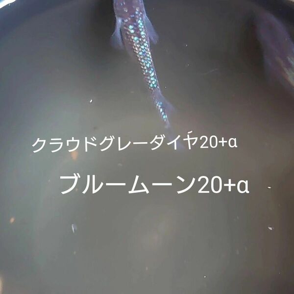 【タナメダカ】ブルームーン20+α クラウドグレーダイヤ20+α