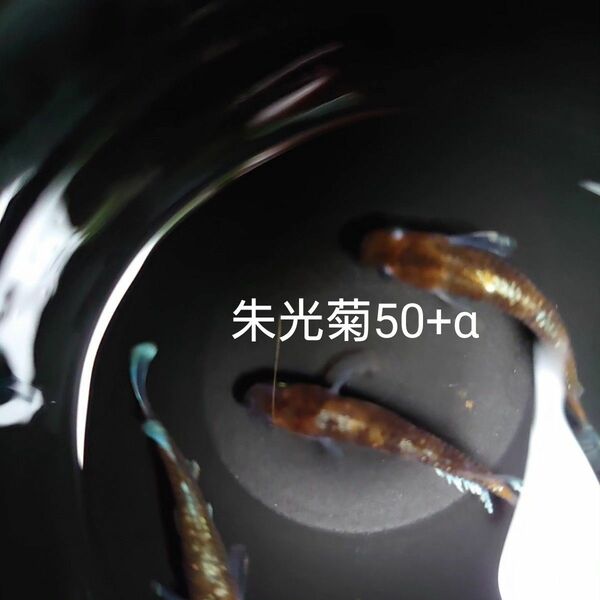 【タナメダカ】朱光菊50+α