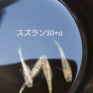 【タナメダカ】スズラン30+α