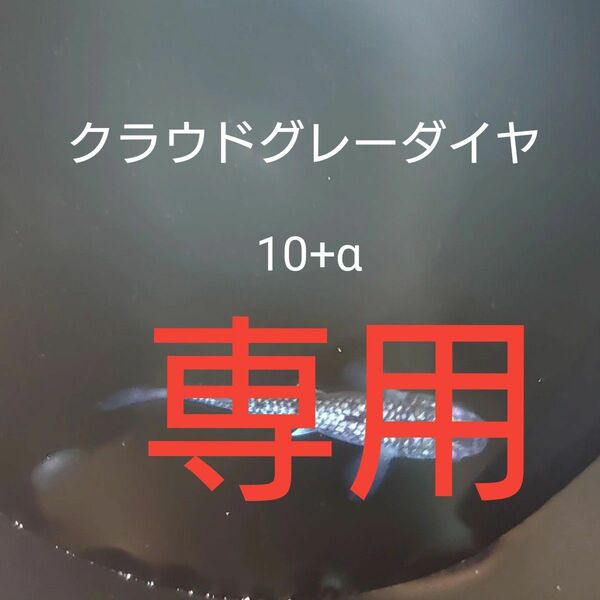 【タナメダカ】クラウドグレーダイヤ10+α