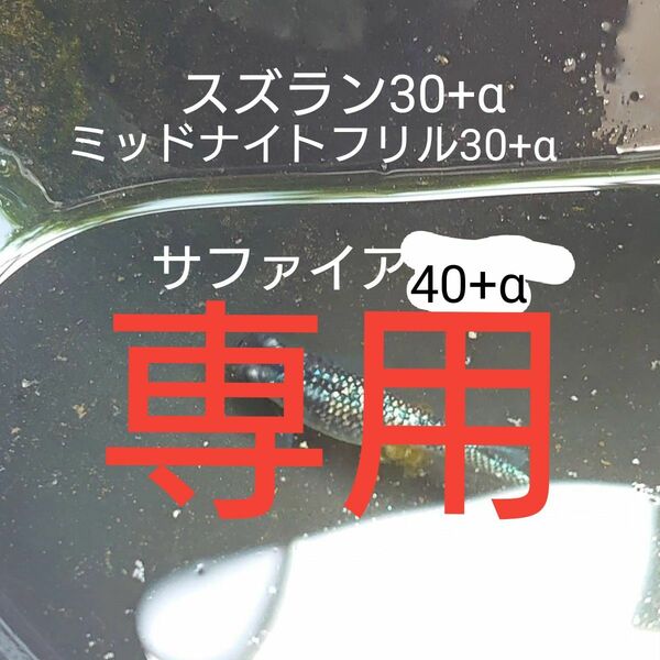 【タナメダカ】サファイア40+α ミッドナイトフリル 30+α スズラン30+α