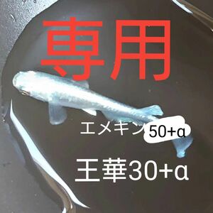 【タナメダカ】エメキン50+α 王華30+α