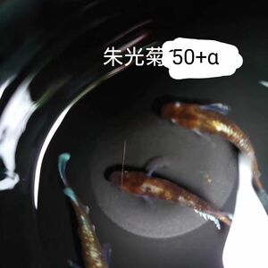 【タナメダカ】朱光菊50+α