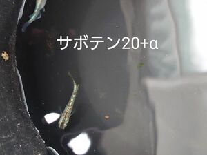 【タナメダカ】サボテン20+α