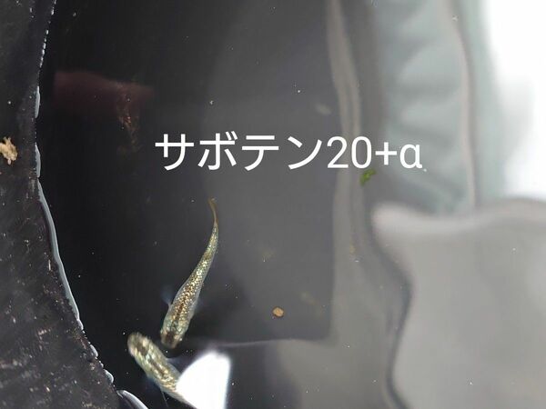 【タナメダカ】サボテン20+α