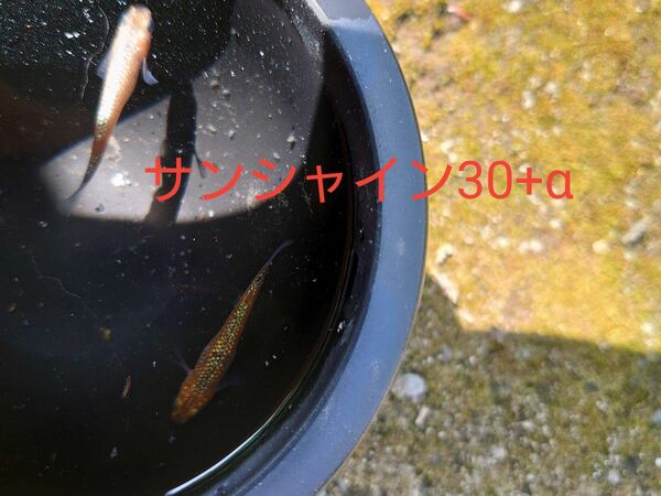 【タナメダカ】サンシャイン30+α