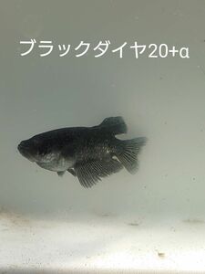 【タナメダカ】ブラックダイヤ20+α