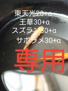 【タナメダカ】王華30+α 東天光20+α スズラン30+α サボラメ30+α