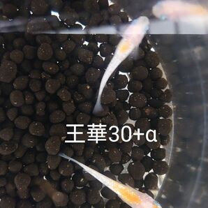 【タナメダカ】王華30+α