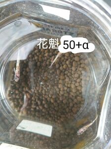 【タナメダカ】花魁50+α