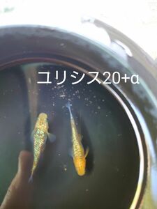 【タナメダカ】ユリシス20+α