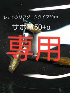 【タナメダカ】レッドクリフダークタイプ20+αサボ竜50+α