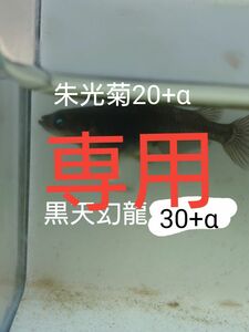 【タナメダカ】黒天幻龍30+α 朱光菊20+α