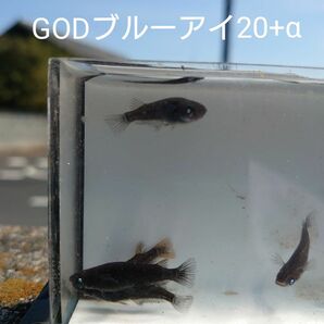 【タナメダカ】GODブルーアイ20+α