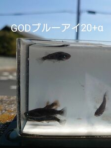 【タナメダカ】GODブルーアイ20+α