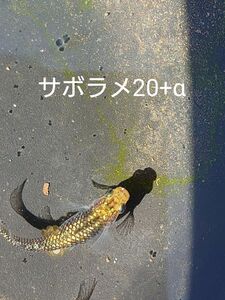 【タナメダカ】サボラメ卵 20+α