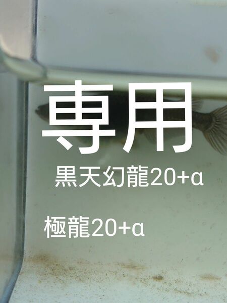 【タナメダカ】黒天幻龍20+α 極龍20+α