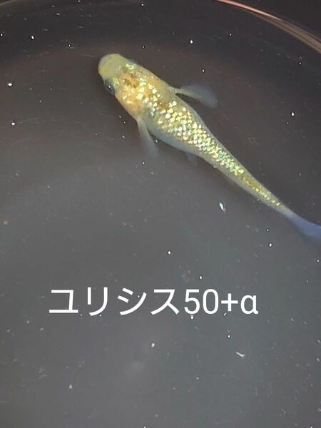 【タナメダカ】ユリシス50+α