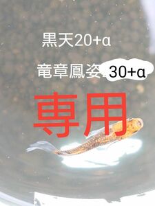 【タナメダカ】竜章鳳姿30+α黒天幻龍20+α