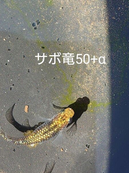 【タナメダカ】サボラメ×極龍50+α