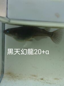 【タナメダカ】黒天幻龍20+α