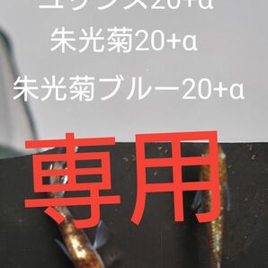 【タナメダカ】朱光菊20+α ユリシス20+α 朱光菊ブルー20+α