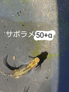 【タナメダカ】サボラメ50+α