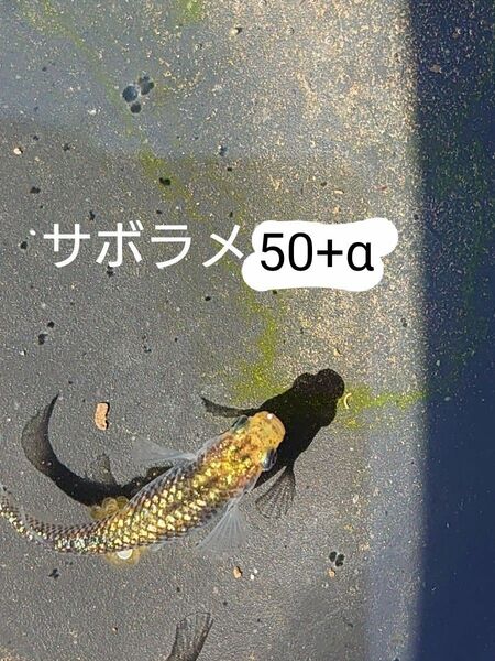 【タナメダカ】サボラメ50+α