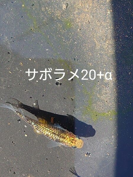 【タナメダカ】サボラメ20+α