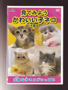 DA* used * general DVD* seeing . for lovely . cat large set *AYK-103