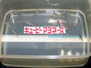 青メダカ　ダルマ系統の選別もれ　Ｌサイズ　50匹＋８匹　