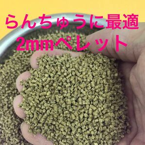 2㎜ペレット 500g入り らんちゅう 土佐金に最適な餌 粉やクズの少ない高品質な餌 消化吸収の良い餌です。