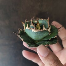 【AGAVE TITANOTA　恐竜牙齒】LIZE産　陽炎　アガベ　チタノタ_画像2