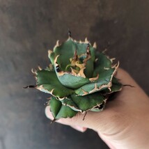 【AGAVE TITANOTA　恐竜牙齒】LIZE産　陽炎　アガベ　チタノタ_画像6