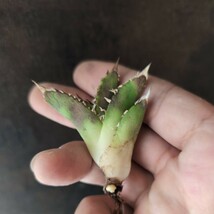 【AGAVE TITANOTA LOOP plantsさん ブツブツ株】アガベ　チタノタ　子株_画像5