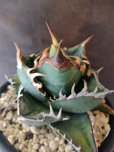 [AGAVE TITANOTA Godzilla ] agave chitanota. stock OSP stock 