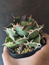 【AGAVE TITANOTA　fo76】アガベ　チタノタ　子株_画像1