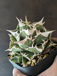 【AGAVE TITANOTA sierra mixteca extra white thorn】アガベ　チタノタ　子株