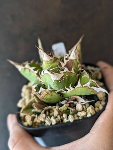 【AGAVE TITANOTA LOOP plantsさん ブツブツ株】アガベ　チタノタ　子株