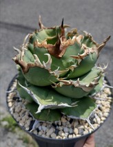 【AGAVE TITANOTA　owl 】猫耳鷹　梟　超デブ　アガベ　チタノタ　子株_画像2
