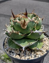 【AGAVE TITANOTA　owl 】猫耳鷹　梟　超デブ　アガベ　チタノタ　子株_画像1