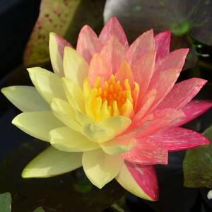  one bisa temperature obi water lily enduring cold . water lily 