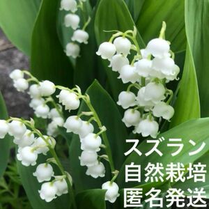 スズラン　抜き苗　10本　すずらん　苗　花付き　5月の花　日本スズラン