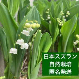 スズラン　抜き苗　10本　すずらん　苗　花付き　5月の花　日本スズラン